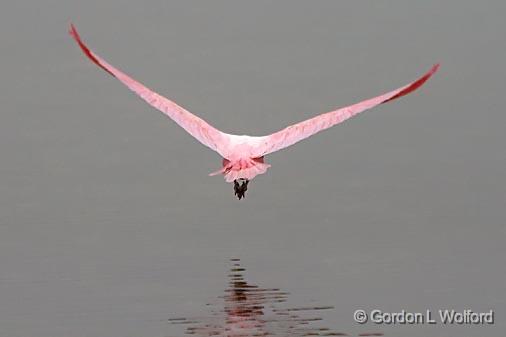 Parting Shot_31570.jpg - Roseate Spoonbill (Ajaia ajaja) in flight.Photographed along the Gulf coast near Port Lavaca, Texas, USA.